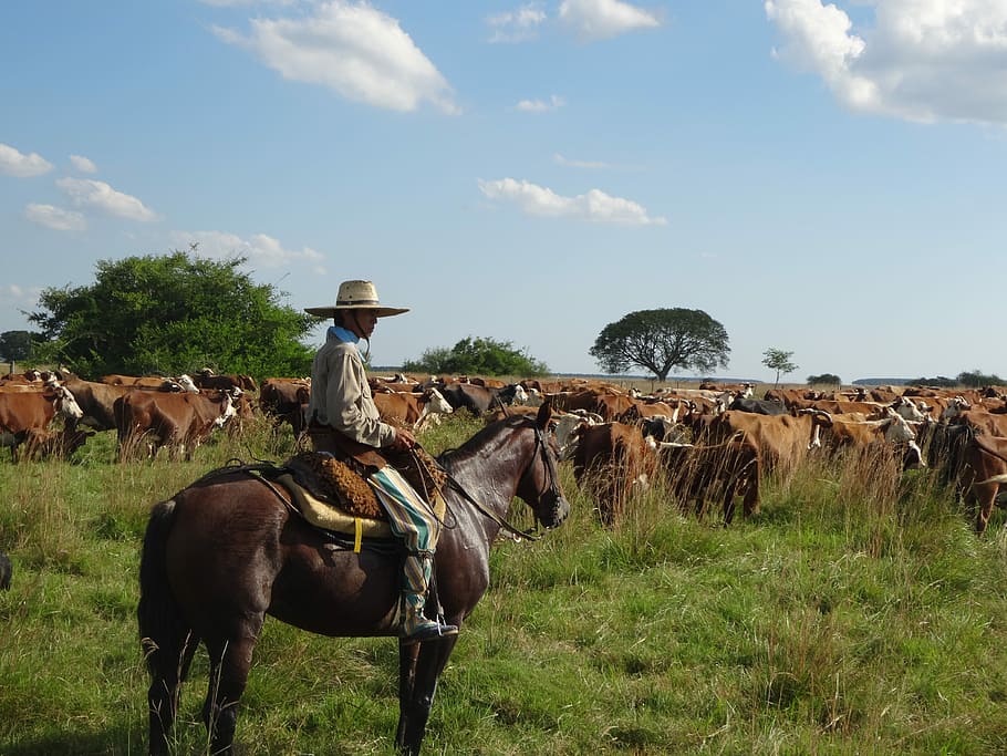 Ranch worker on horseback in a remote field, an example of a lone worker